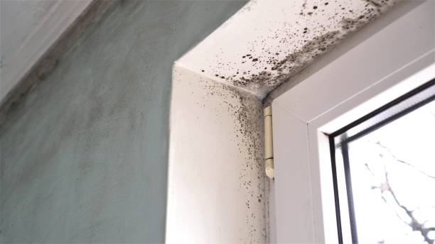 Best Residential Mold Inspection & Testing  in Cloverdale, VA